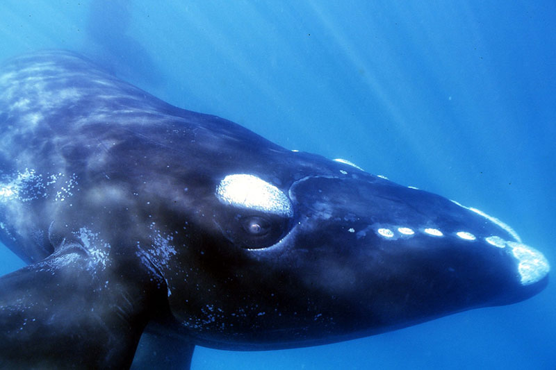 【撮影】鍵井さん　これが大型鯨類であるミナミセミクジラです。