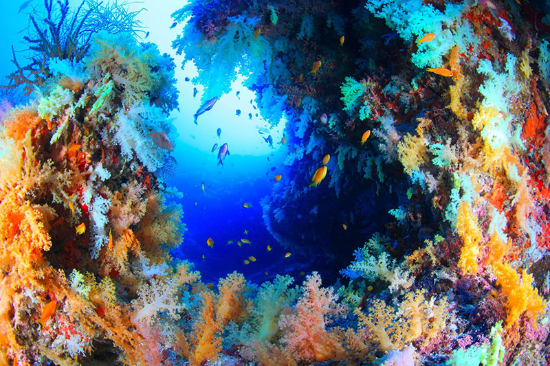 カラフルなソフトコーラルが海底を彩るモルディブの海