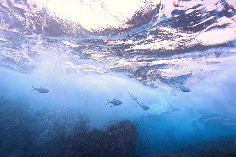 SUPや海水浴客で賑わう葉山の海は、海の生き物たちの生命で溢れている。