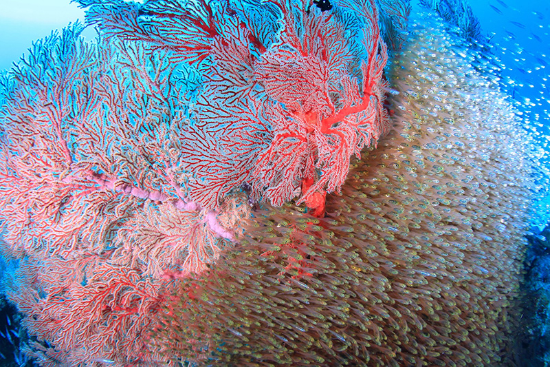 【撮影：鍵井さん】真っ赤なイソバナにキンメモドキが群れる印象的に海中景色